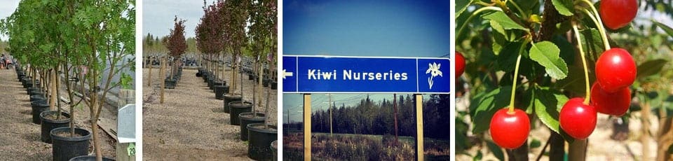 kiwi-nurseries