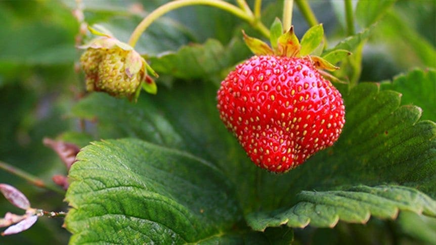 the-jungle-farm-strawberries-open-farm-days_2018
