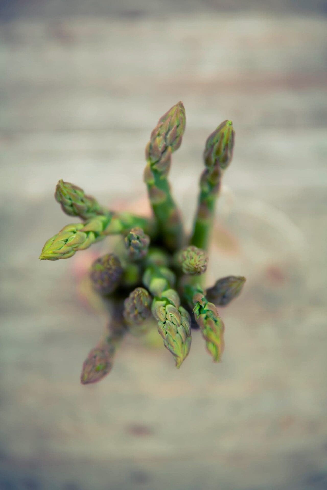 Featured image for “Asparagus in Alberta”