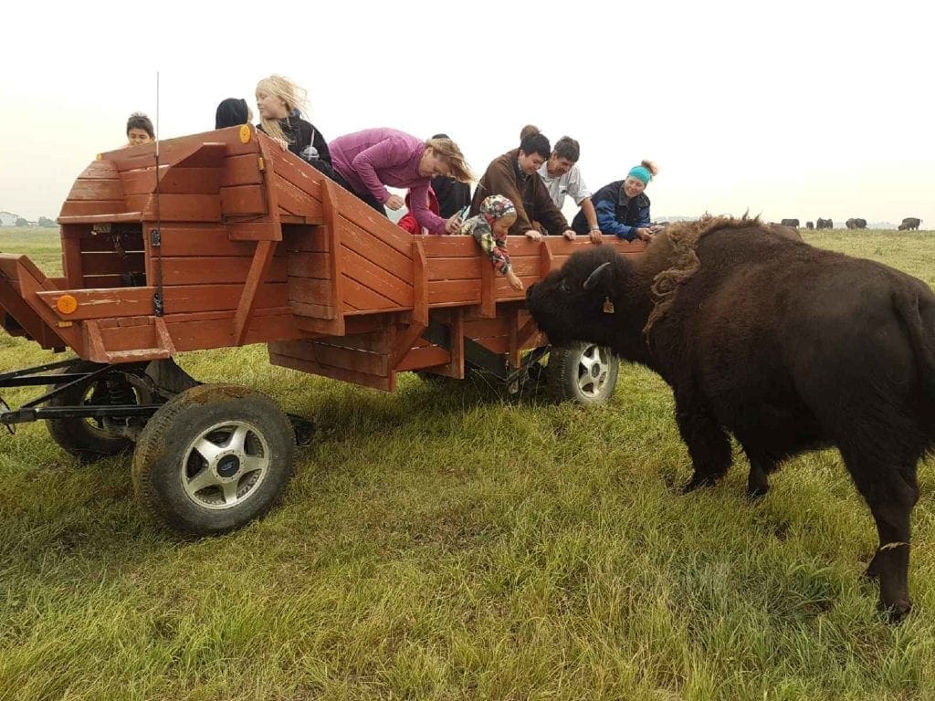HGB Bison Ranch Alberta Open Farm Days
