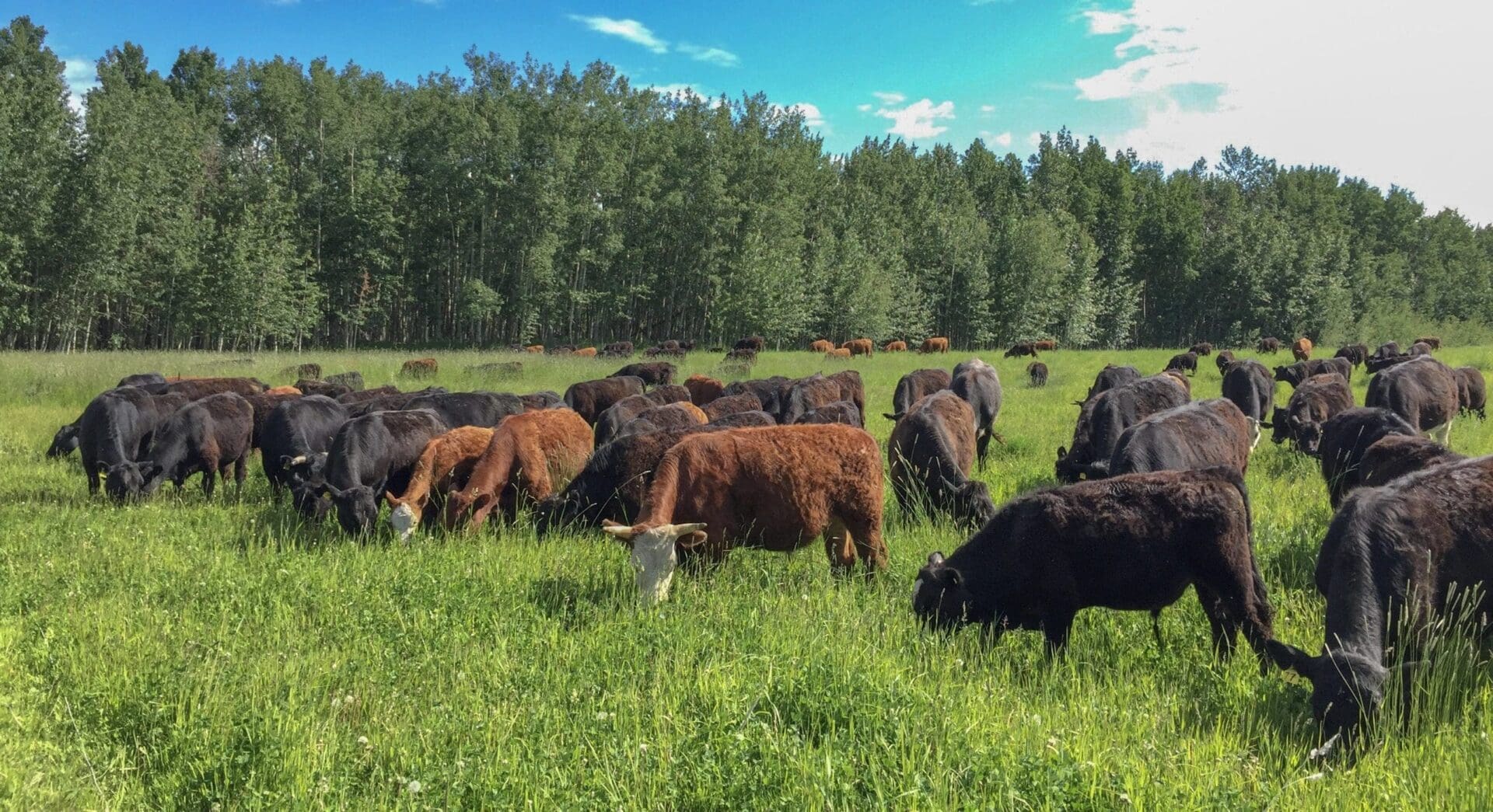 Hoven Farms | Alberta Open Farm Days