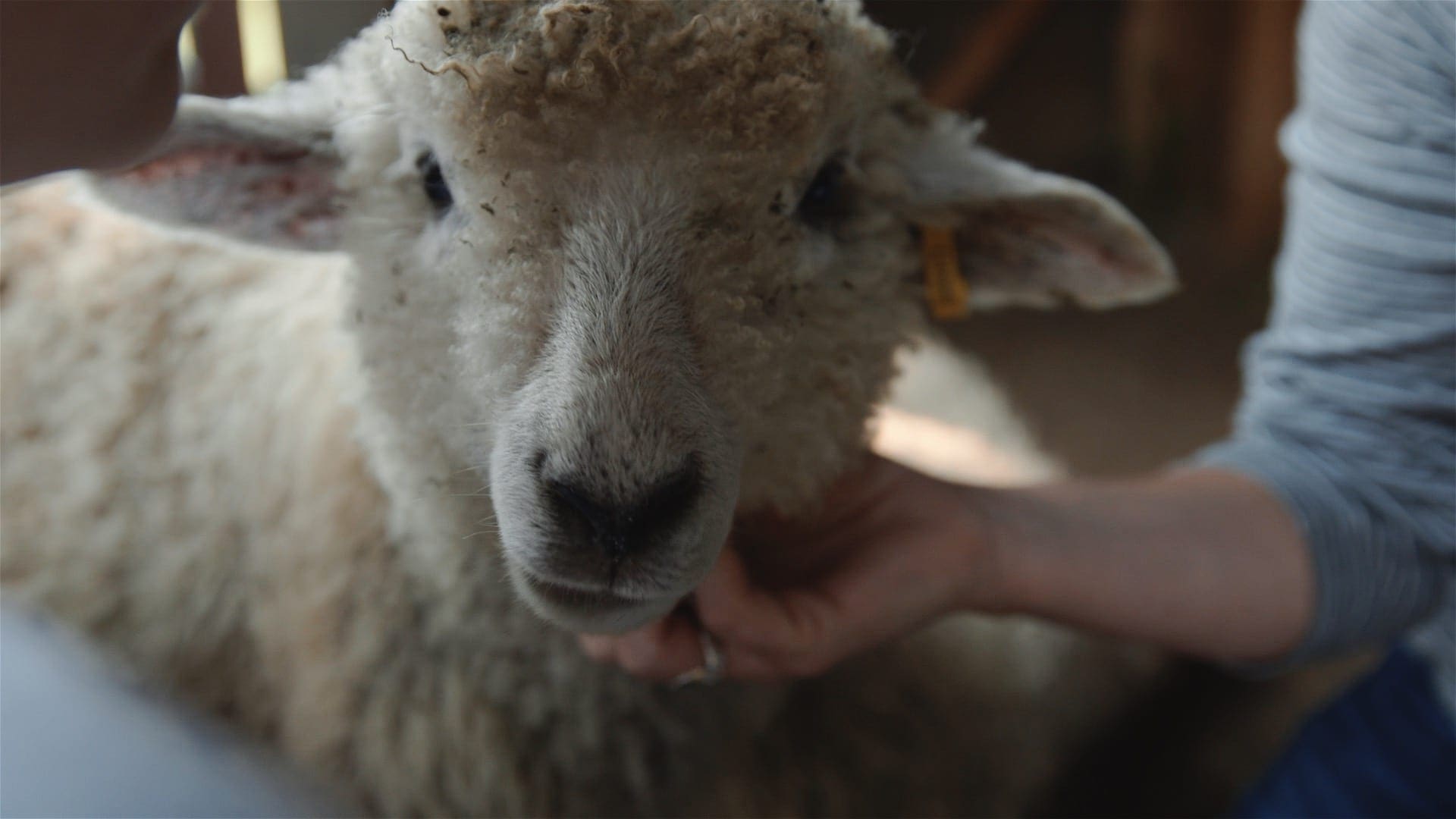 Featured image for “How to get the most out of Open Farm Days!”