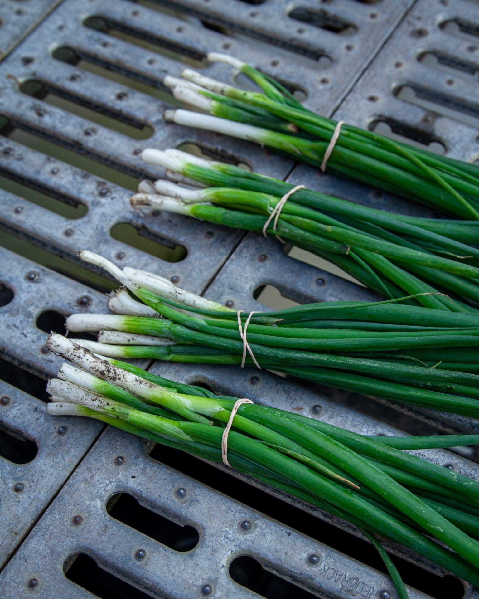Green onions Alberta CSA