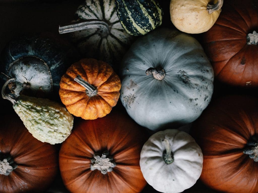 Preserving your Pumpkin this Fall | Alberta Open Farm Days