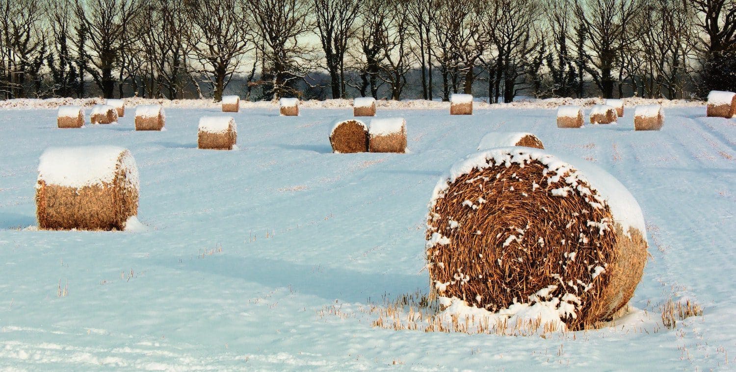 Featured image for “Where to visit a farm this Christmas”