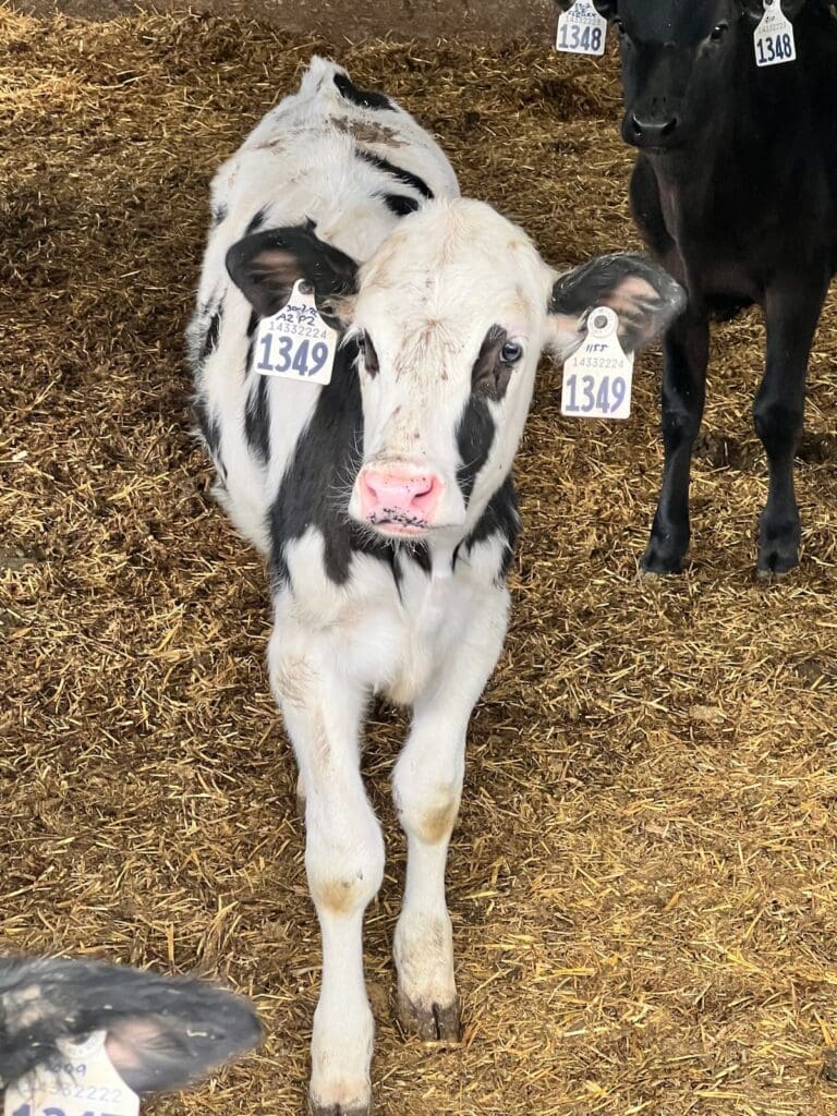 Kraft Singles Dairy Fairy Cow