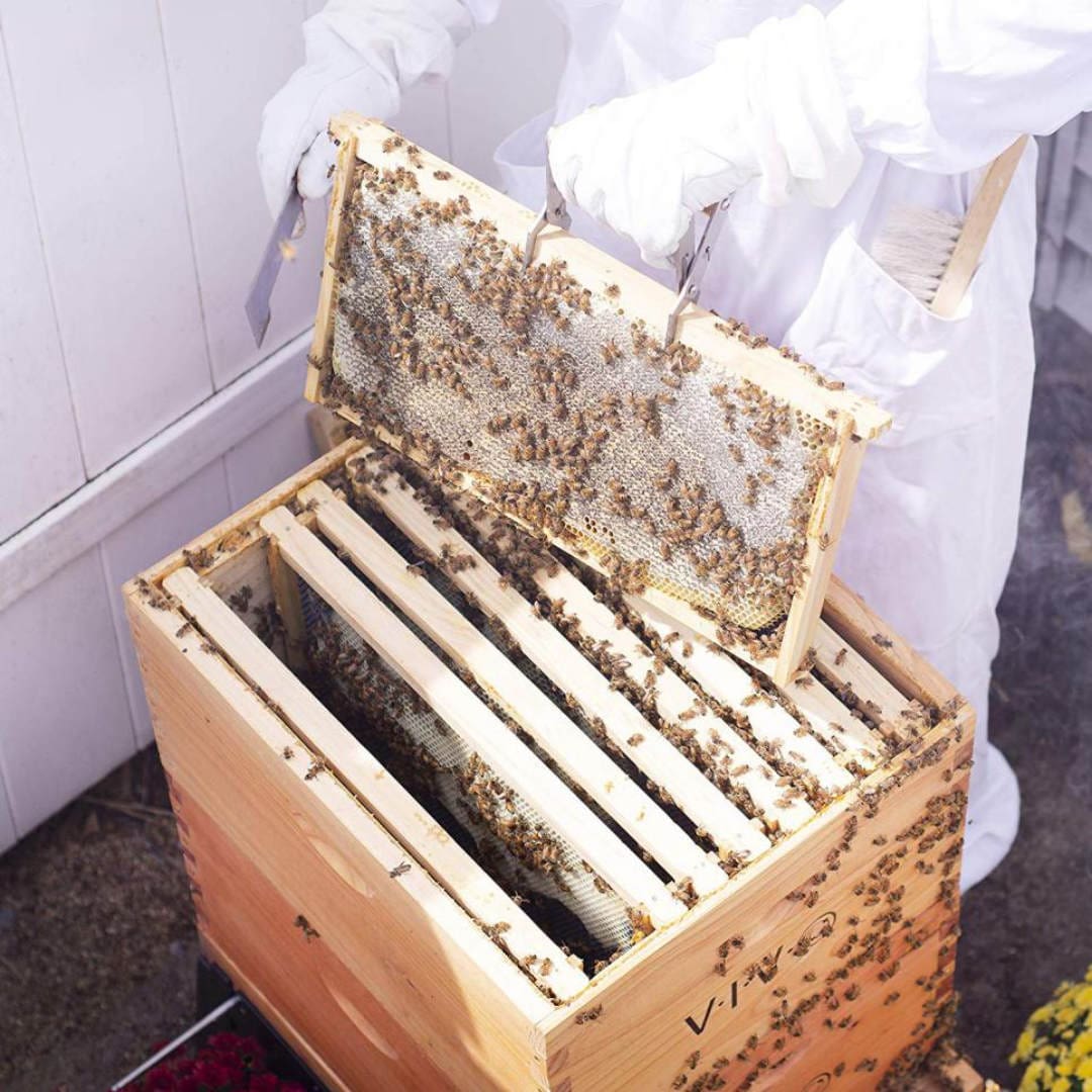 Featured image for “Long Grass Studio and Honey Bee Apiarios Estrella”