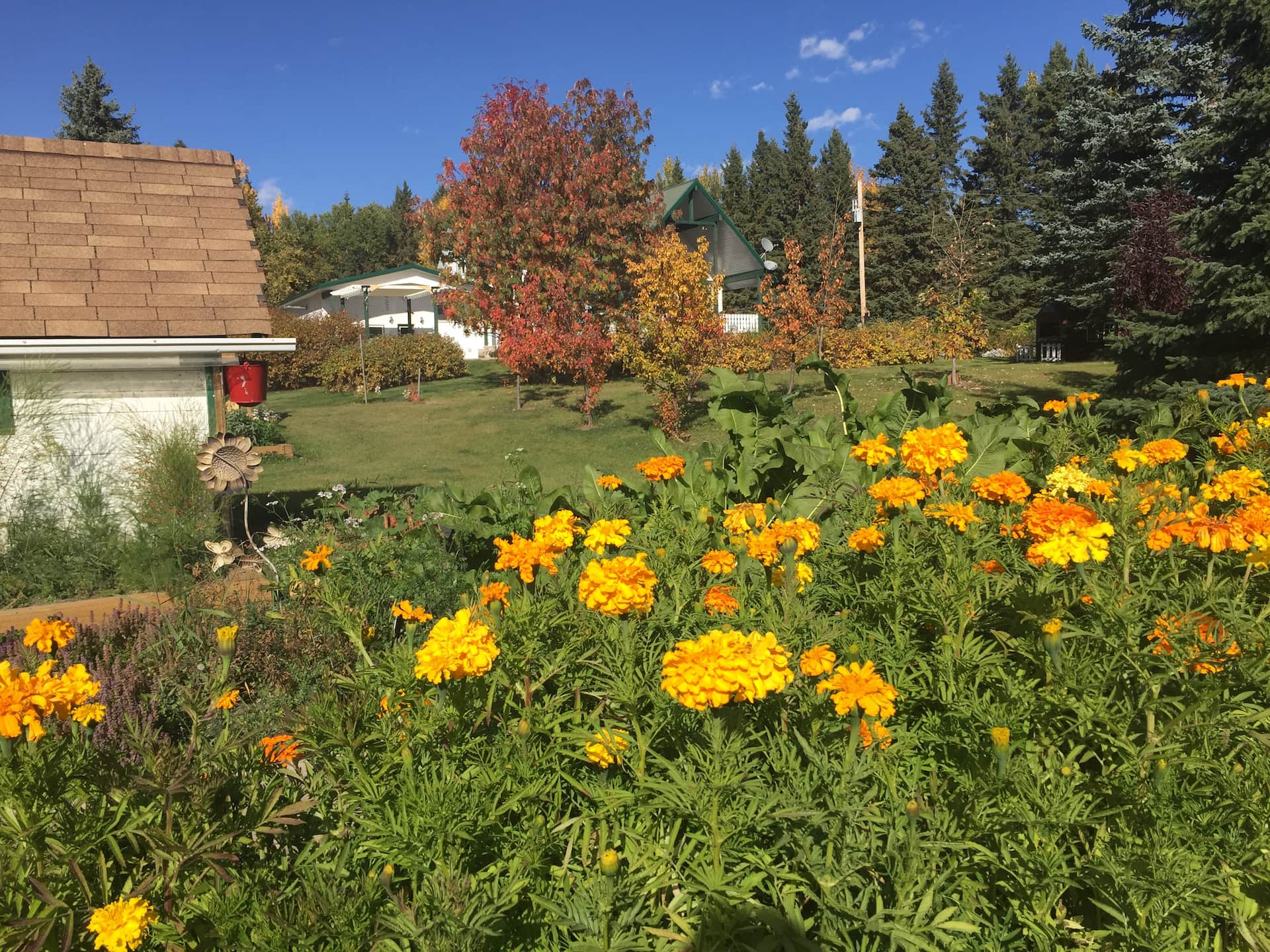 Featured image for “Wild Country Gardens”