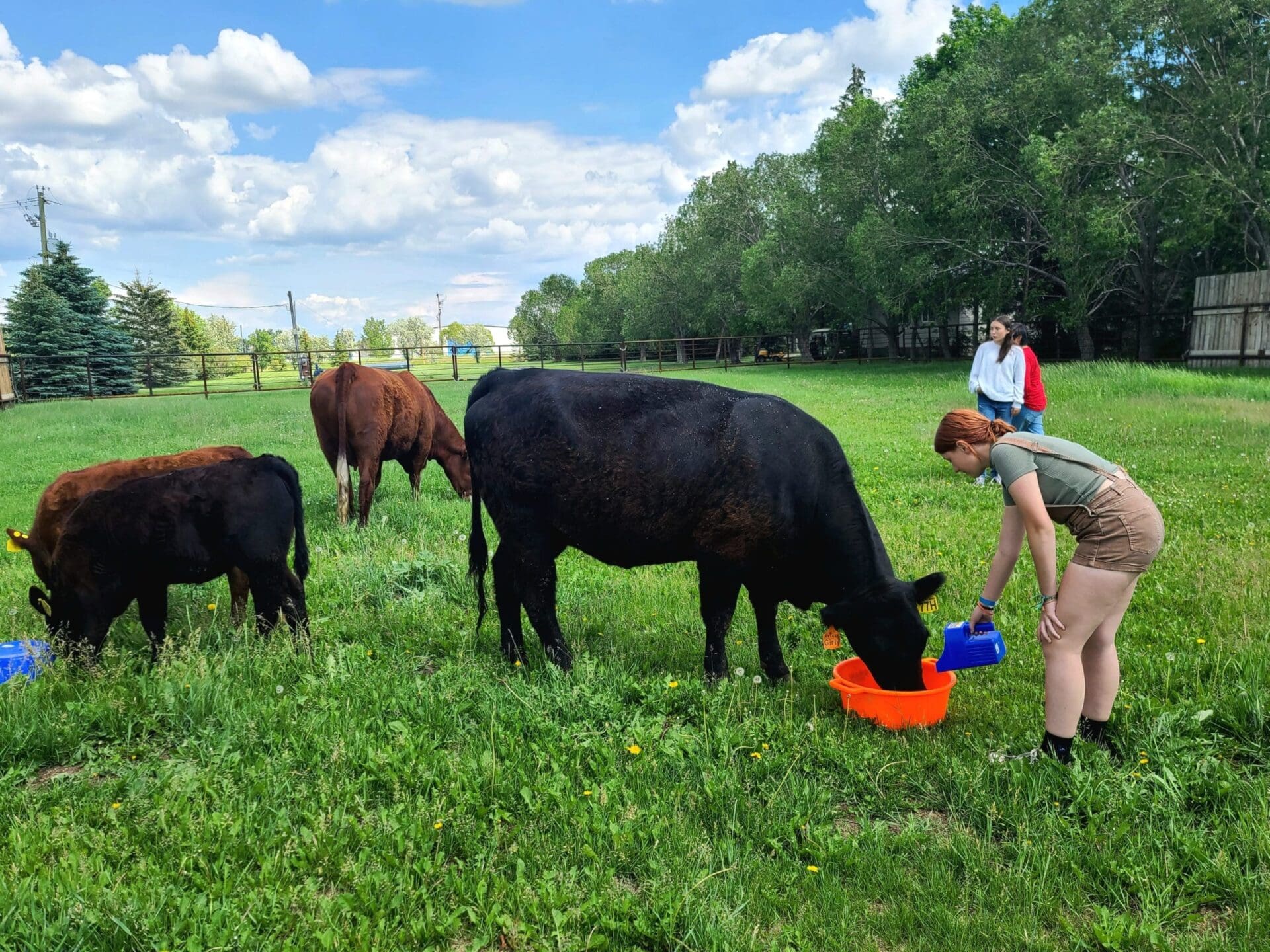 Featured image for “D Bar V Farms”