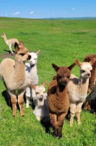 Kirk's Alpaca Farm Alpacas