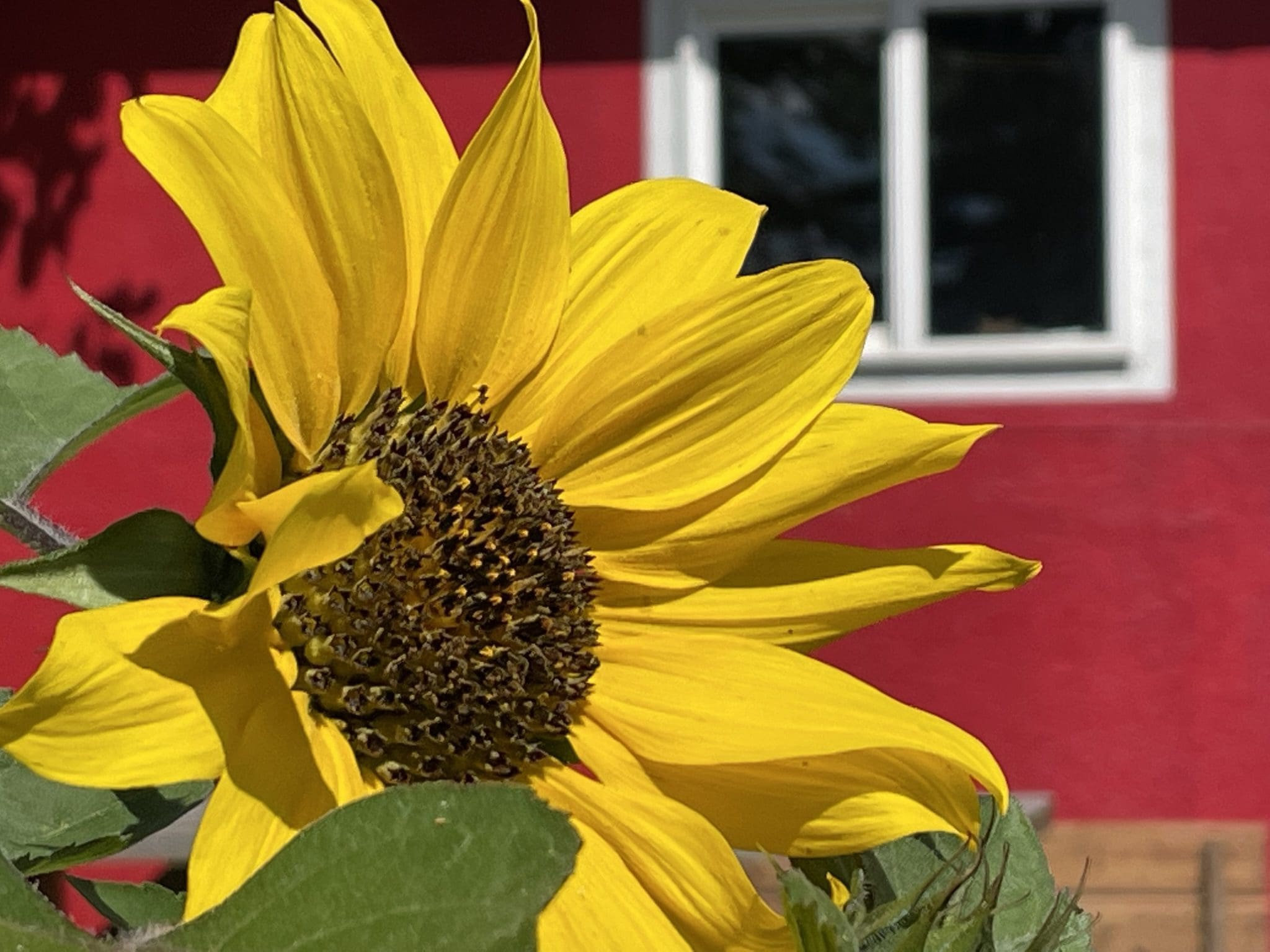 Featured image for “Edmonton Urban Farm”
