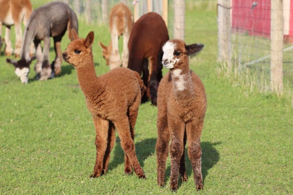 Aurora Alpacas