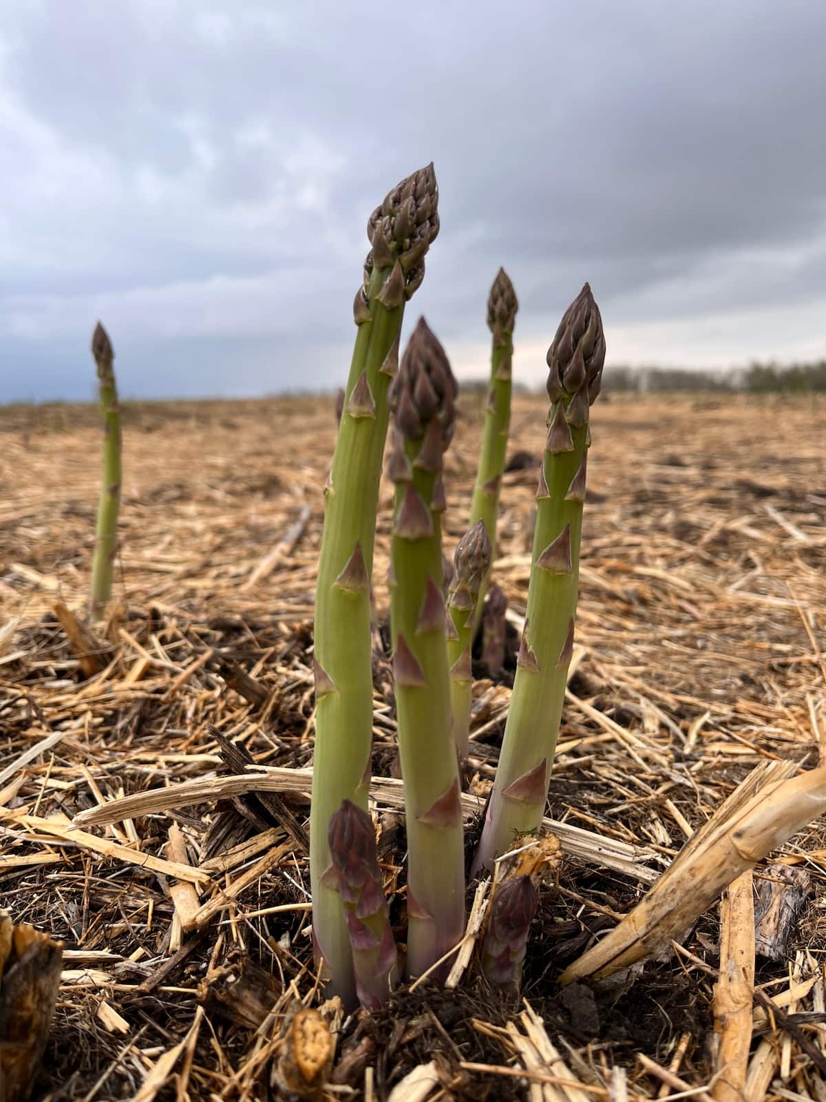 Edgar Farms Alberta Open Farm Days