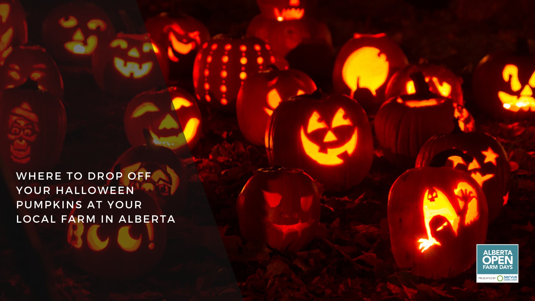 Featured Image for “Where to donate your Halloween Pumpkin to A Farm In Alberta”