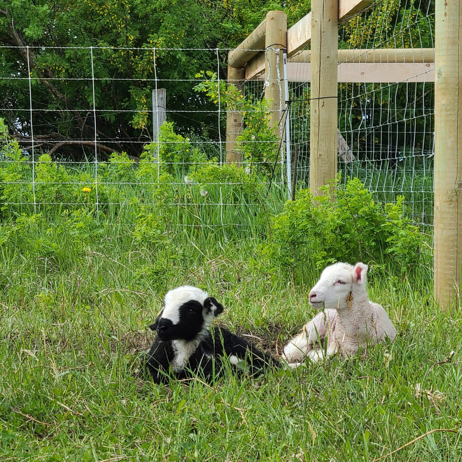 Custom Woolen Mills livestock in paddock