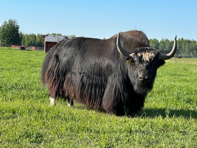 Featured image for “The Yak Ranch”