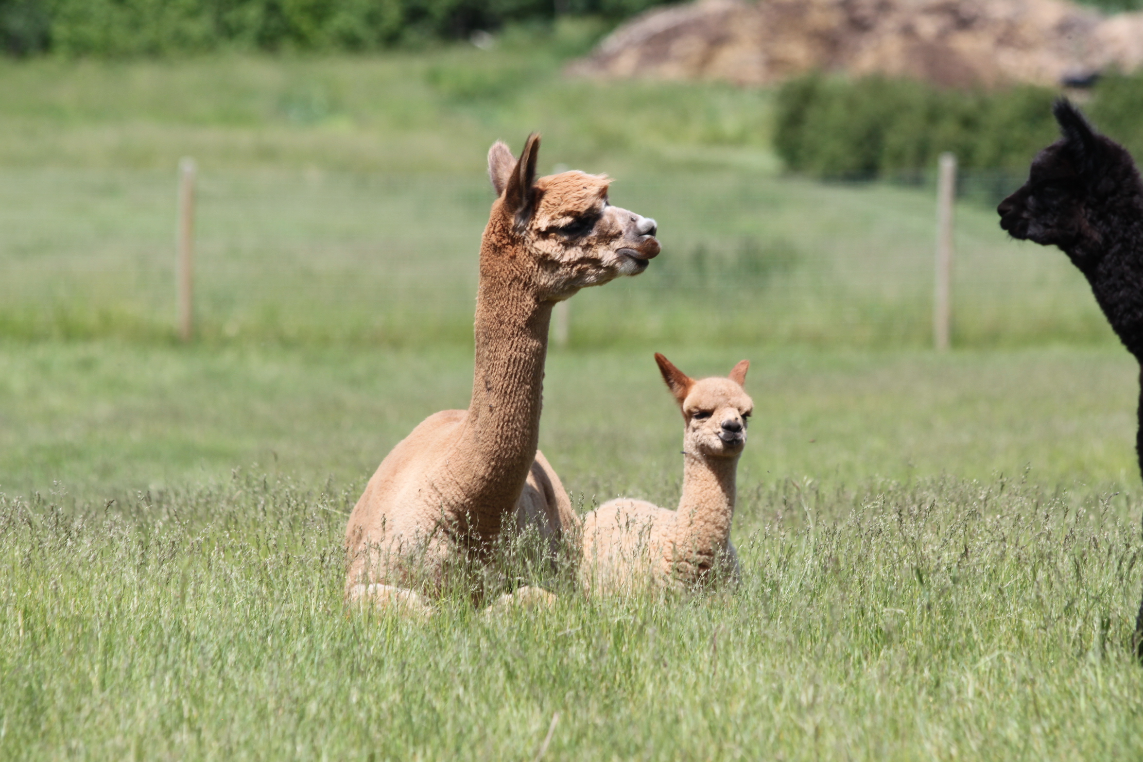 Featured Image for “Unravel the Charm of Sunnyhill Alpacas and Twisted Sisters Mill at Alberta Open Farm Days”