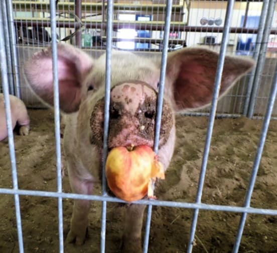 Featured image for “Big Country Agricultural Society”