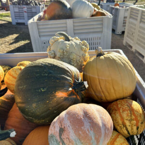 The Jungle Farm Pumpkins