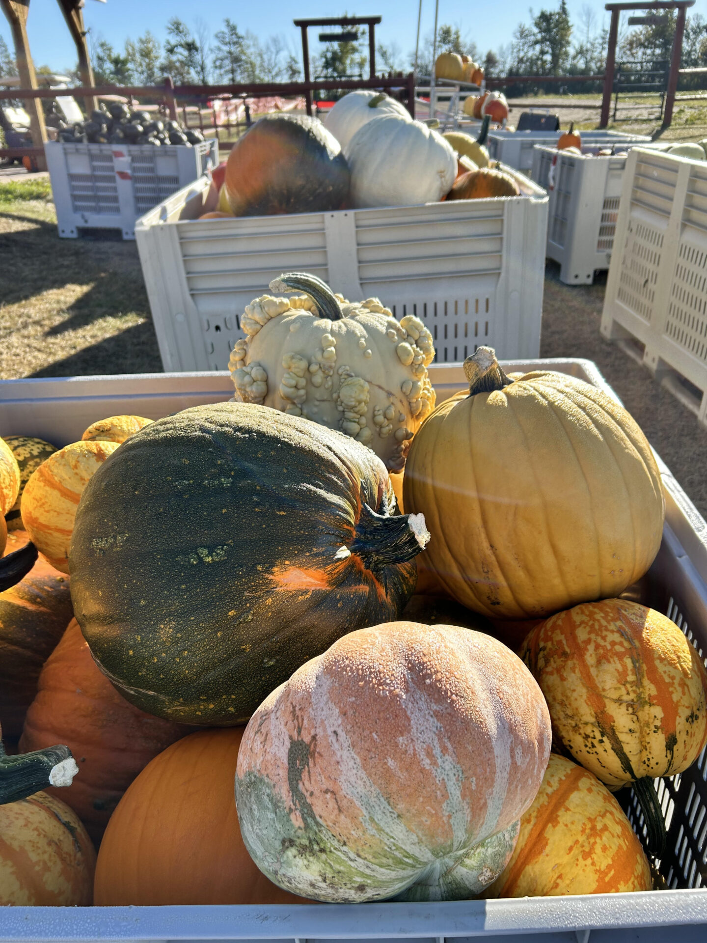 The Jungle Farm Pumpkins