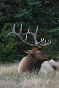 Elk at Coyote Lake Lodge in Alberta