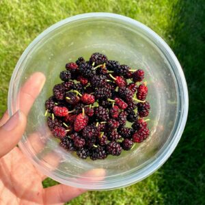 A hand holding U-pick berries over green grass