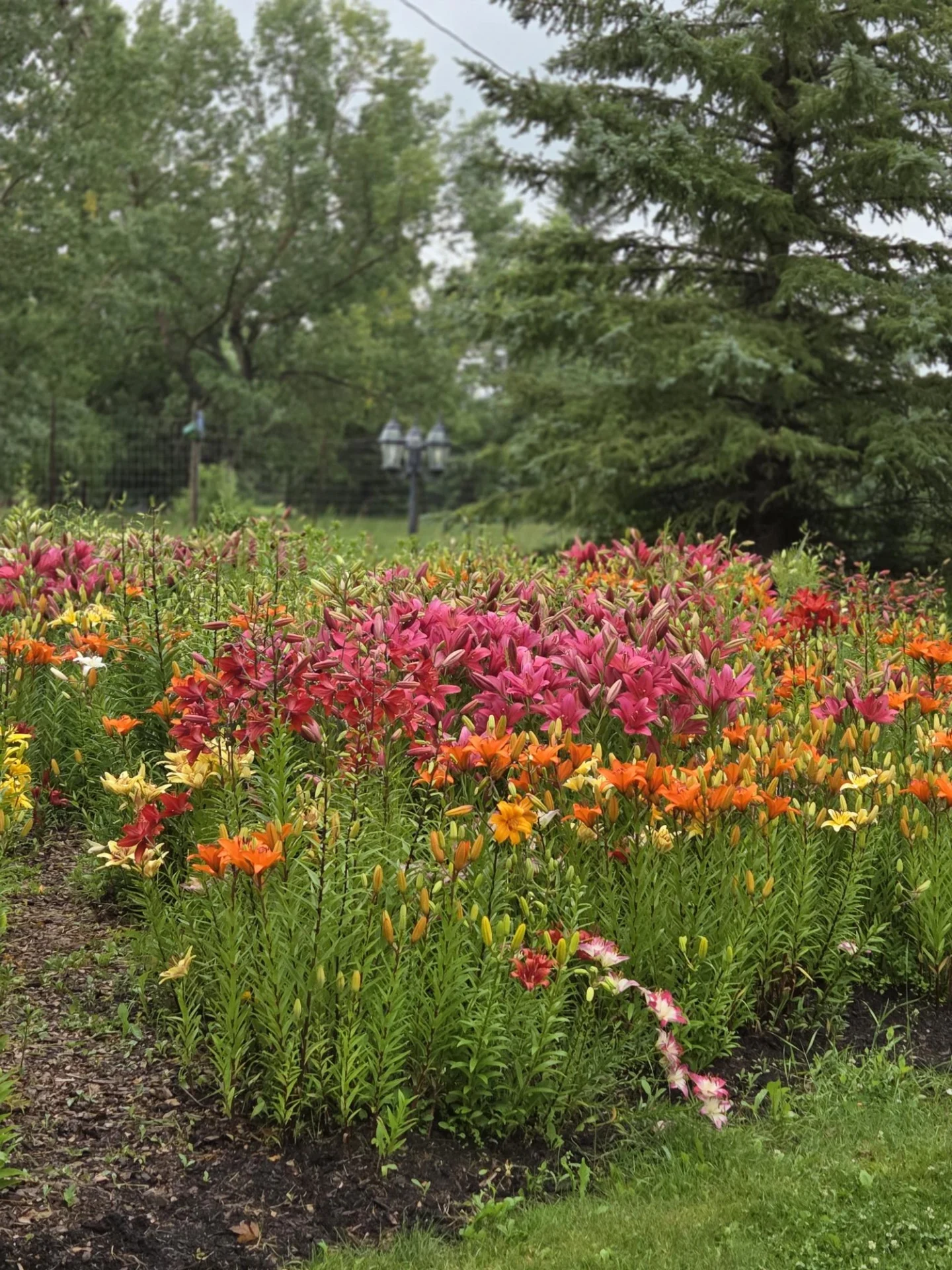 Featured Image for “Rooted in Stewardship: The Arboretum at Trochu’s Water-Wise Journey”