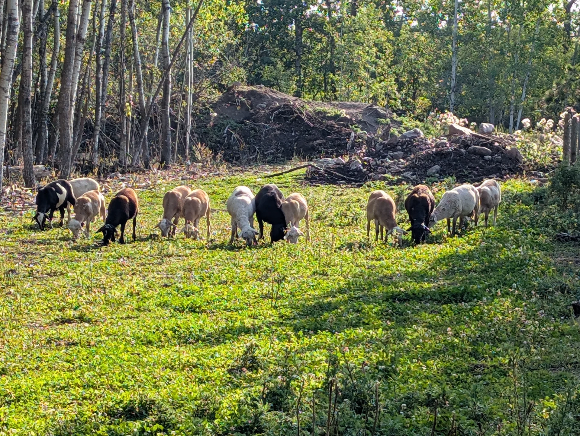 Featured image for “Roots in the Bush: How Lamberry Ranch Turned a COVID Dream into a Living, Working Farm”