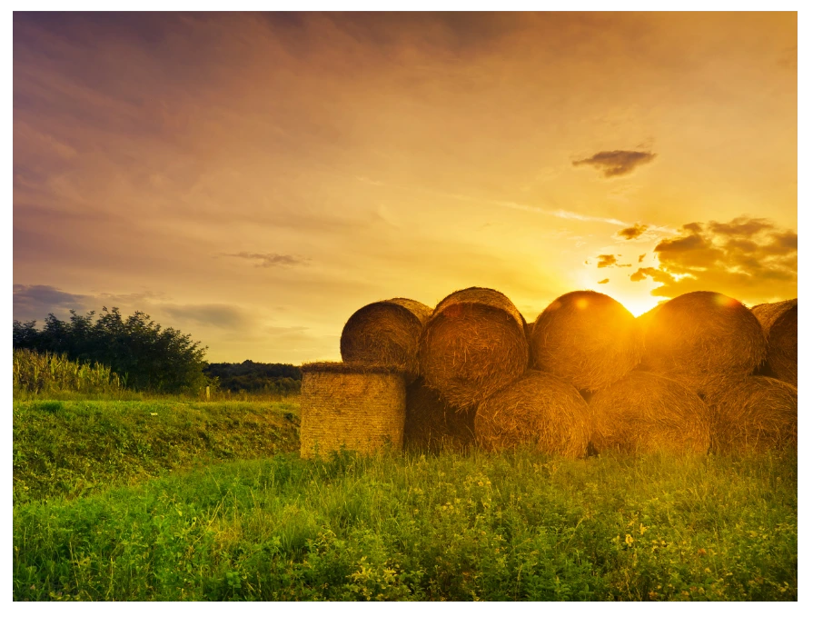 Featured image for “2026 OFD Visitor Survey”