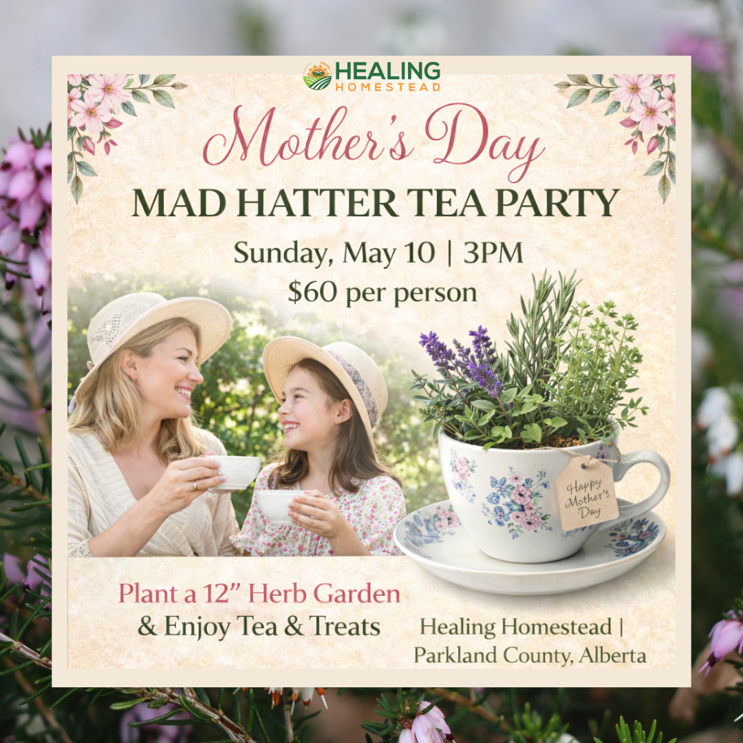 Tea cup herb garden class at healing Homestead Store