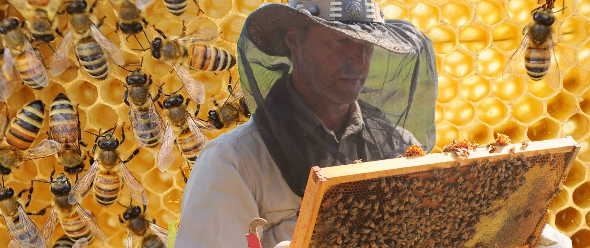 beekeeper examining a honey comb in a bee hive