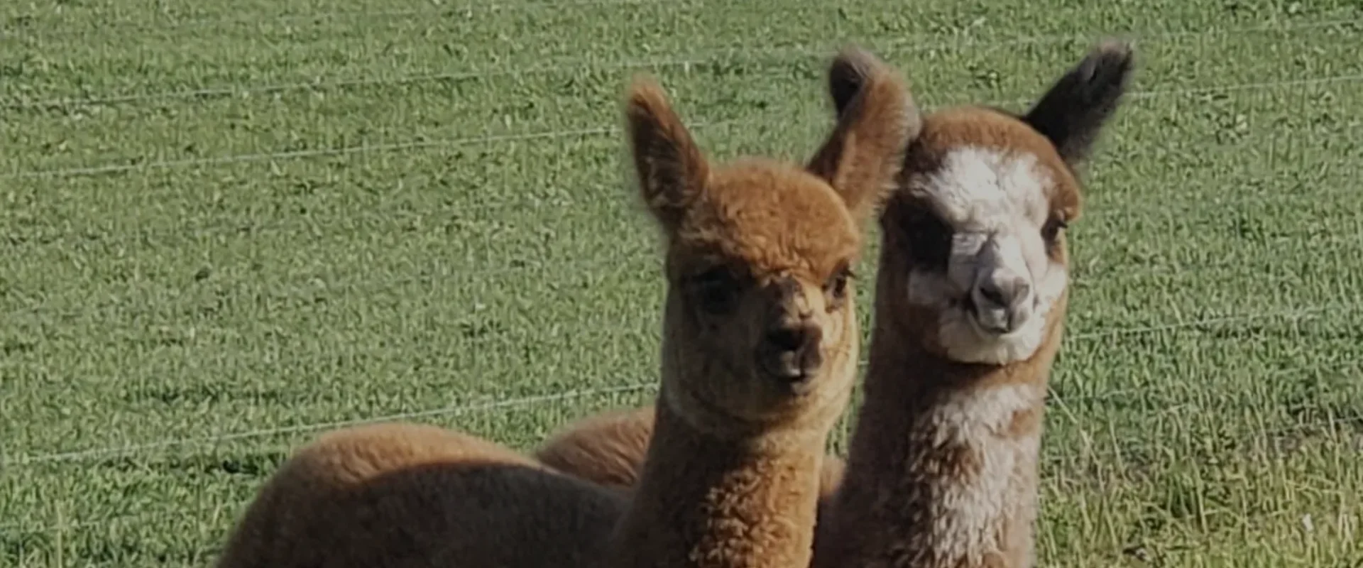 Featured image for “Aurora Alpacas”