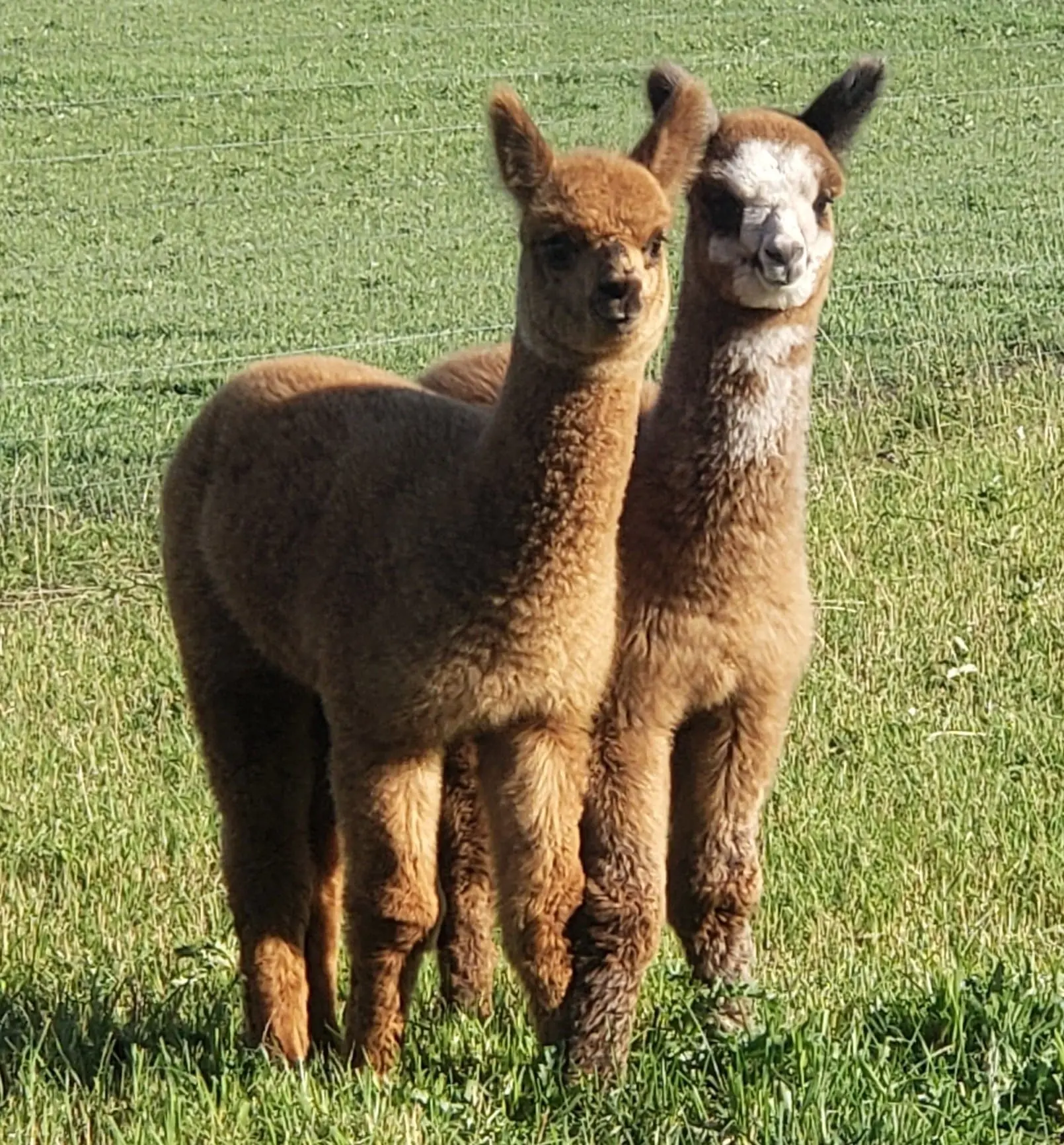 Featured image for “Aurora Alpacas”