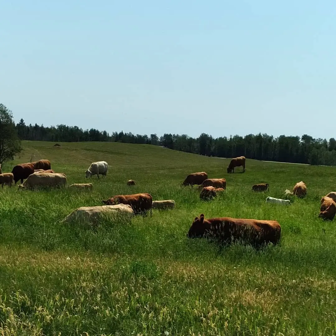 Featured Image for “Reading the Land: How Ehrenholz Farms Grazes with the Grass”